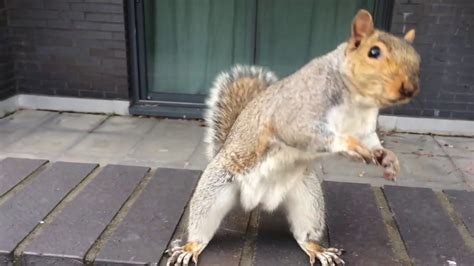 Dancing Squirrel In London Hypnotic Youtube