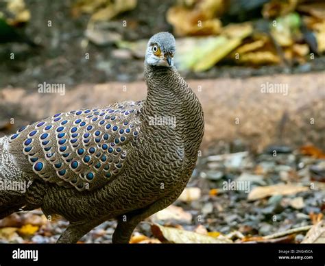 A Male Gray Peacock Pheasant Polyplectron Bicalcaratum Displaying At