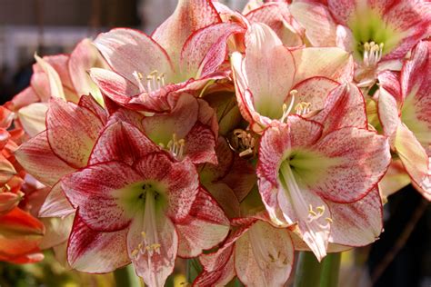 Amaryllis Hd Wallpaper Rare Gallery