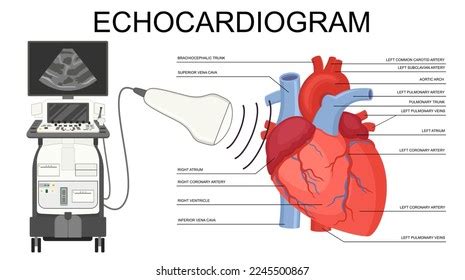 3,900 Echo The Heart Images, Stock Photos & Vectors | Shutterstock