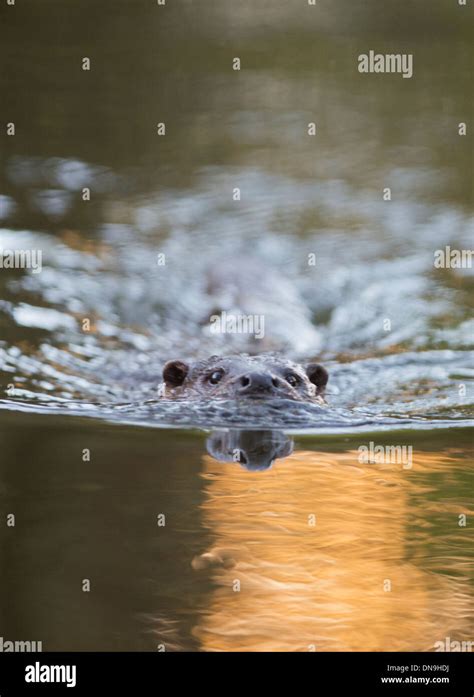 european otter swimming Stock Photo - Alamy