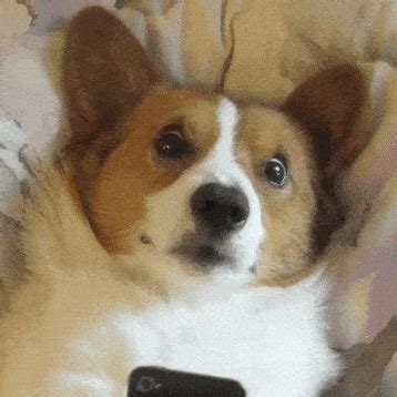 corgi | GIF | PrimoGIF