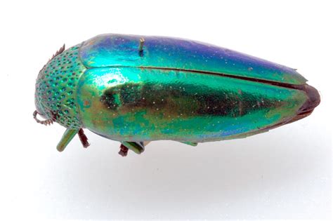 Jewel beetle’s bright colored shell serves as camouflage from predators ...