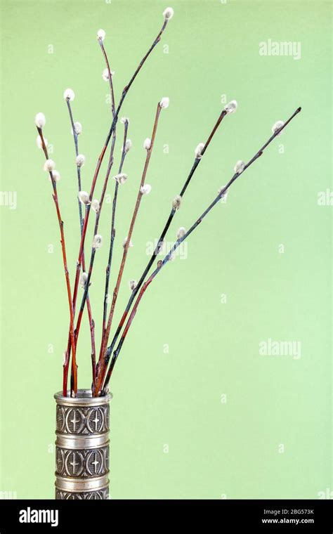 Vertical Pussy Willow Sunday Palm Sunday Feast Still Life Downy Pussy Willow Twigs In