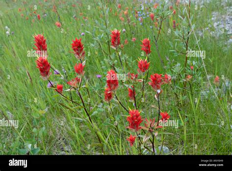 Indian Paintbrush wildflowers Stock Photo - Alamy