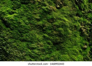 1,433,993 Moss Images, Stock Photos, 3D objects, & Vectors | Shutterstock