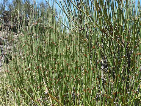 Ephedra