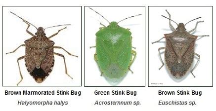 Stink Bug Growth Cycle - Westchester Tree Life