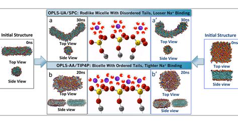 Molecular Dynamics Simulations Of Sodium Dodecyl Sulfate Micelles In