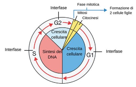 Ciclo Cellulare Labster