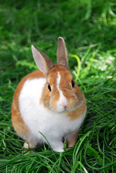 Rabbits are treated at our Toronto exotic animal clinic | Veterinarian ...