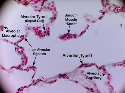 Respiratory Histology Ap233 Flashcards Quizlet