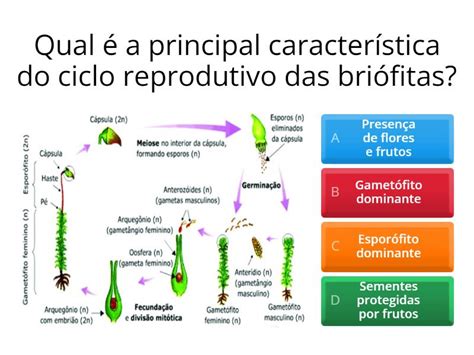 Ciclo Reprodutivo Da Gimnospermas