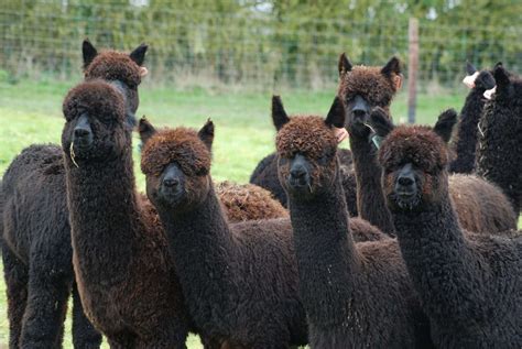 Alpaca Adoption Pack - Sweet Home Alpaca