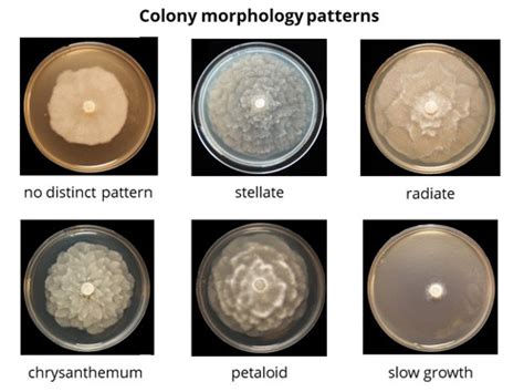 Morphology Idphy