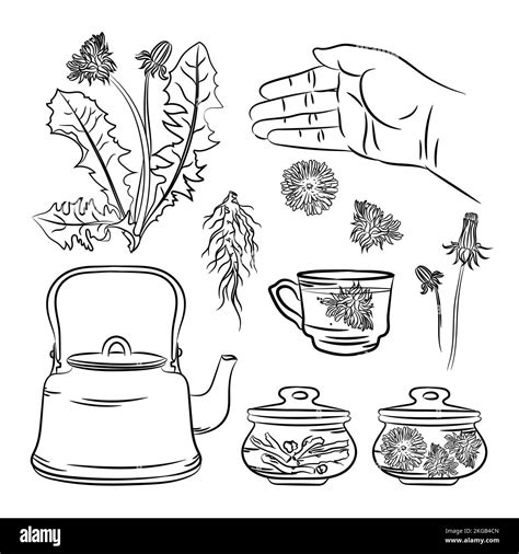 DANDELION PHARMACY APPLICATION Medical Benefits Plant Botanic Nature Flower Hand Drawn Vector ...