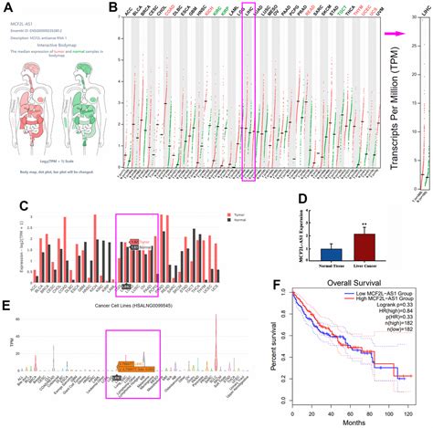 MCF2L AS1 Promotes The Biological Behaviors Of Hepatocellular Carcinoma