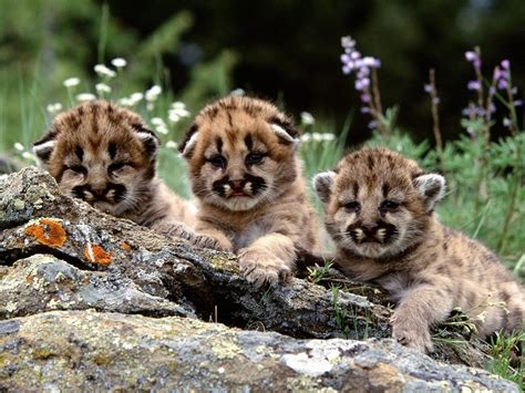 Cute Mountain Lion Cubs Wallpaper - Free Cute Downloads