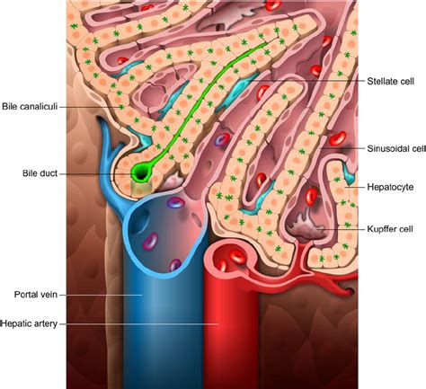 Schematic Diagram Of The Normal Liver At The Microscopic Level The