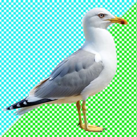 Seagull On White Background Premium Ai Generated Psd