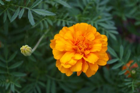 Marigold Wallpapers - Wallpaper Cave