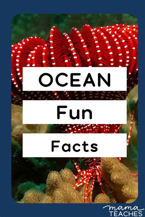 Fun Facts About the Ocean - Mama Teaches