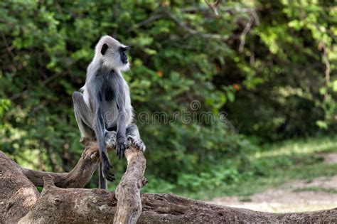 Langur Hanuman Ao Alimentar Nos Arbustos Foto De Stock Imagem De