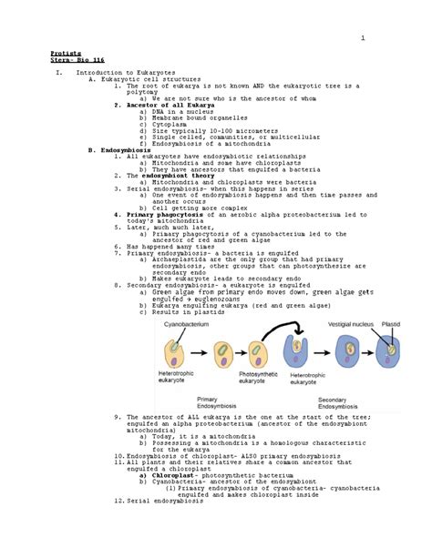 Stern Eukaryotes Protists Stern Bio 116 I Introduction To Eukaryotes A Eukaryotic Cell