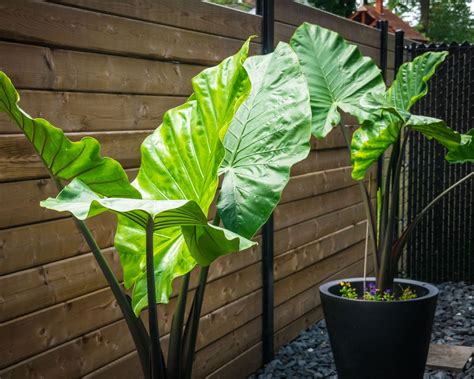 How To Plant Elephant Ear Bulbs