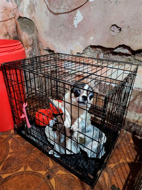 Desbaratan Un Criadero Ilegal Con Más De 120 Perros Algunos Eran