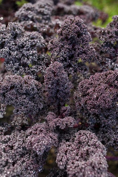 Purple Kale By Marcel Purple Kale Growing Kale Vegetable Garden