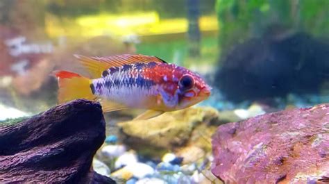 Apistogramma Macmasteri Red Cm Sims Tropical Fish Tropical Fish