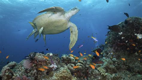 Great Barrier Reef Droht Verlust Des Welterbe Titels Tagesschau De