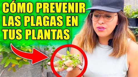 5 MÉtodos Para Prevenir Las Plagas En Tus Plantas 🐛 Haz Esto Youtube