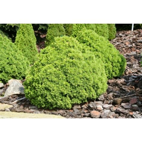 Ель канадская Альберта Глоб Picea glauca var. albertiana 'Alberta Globe ...