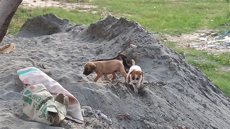 Puppies Bahar Aa Gay Youtube