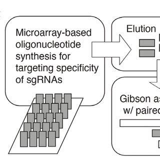 An Overview Of CRISPR Cas Based Screening A A Simplified