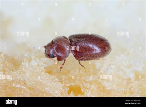 Lasioderma Serricorne Commonly Known As The Cigarette Beetle Cigar