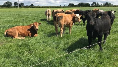 Grassland Getting Your Grazing Back On Track Teagasc Agriculture