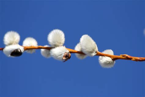 Pussy Willow Branch Photograph By Lisa Campbell Pixels
