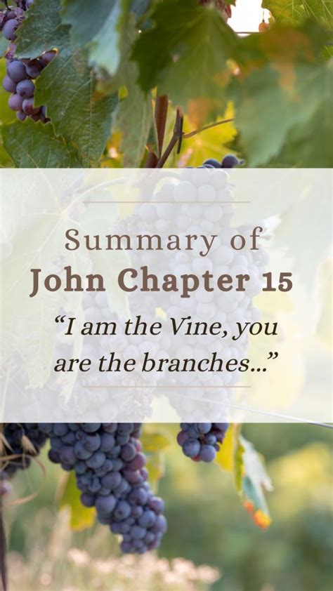 John 15 Commentary - I Am the True Vine - Megan Allen Ministries