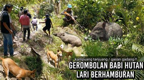 Gerombolan Babi Hutan Berhamburan Di Kejar Anjing Pemburu Youtube