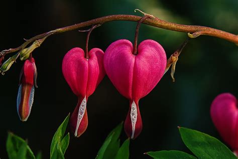 Crying Heart Flower Natural Pink Free Photo On Pixabay Pixabay