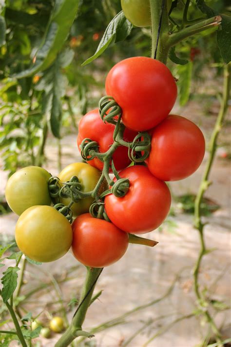 Watering Tomatoes in Pots Like a Pro: Secrets of Experienced Gardeners