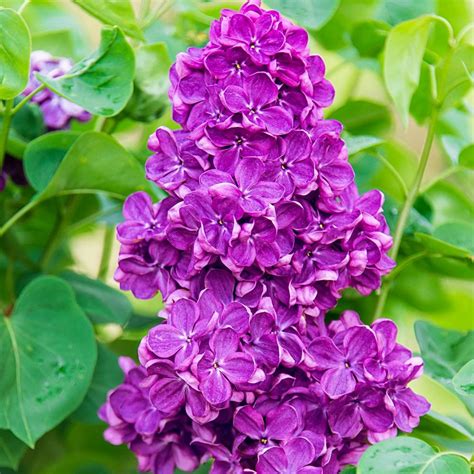 Yankee Doodle Lilacs For Sale Online The Tree Center