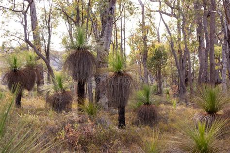 Western Australia Grass Trees Stock Image - Image of xanthorrhoea, flora: 247631171