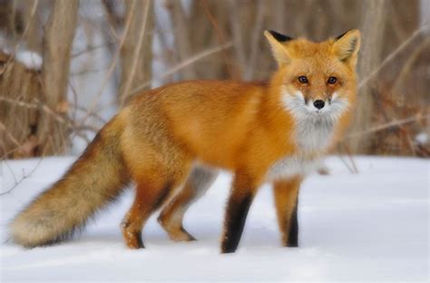 Red Fox in Snow