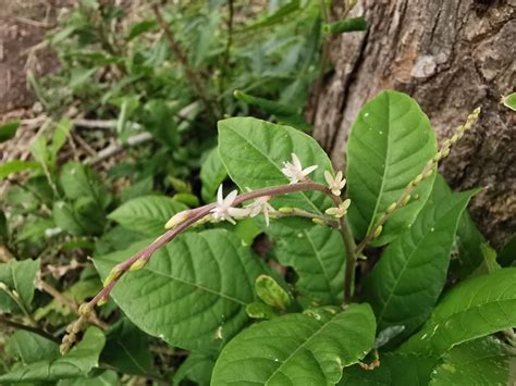 Hierba Del Zorrillo Gu A De Naturaleza La Campana Naturalista Mexico