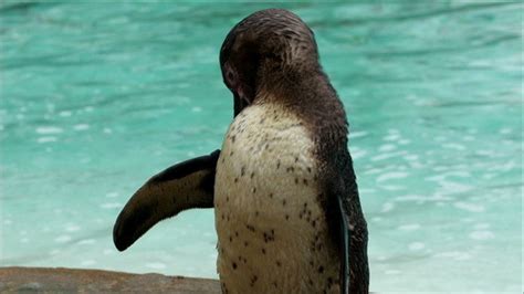 A Black Spotted Penguin After a Bath, Stock Footage | VideoHive