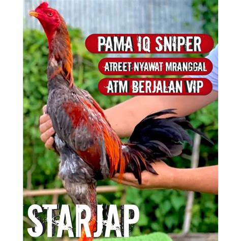 Jual Ayam Bangkok Asli Impor Thailand Pama Super Iq Jalu Akurat Telur